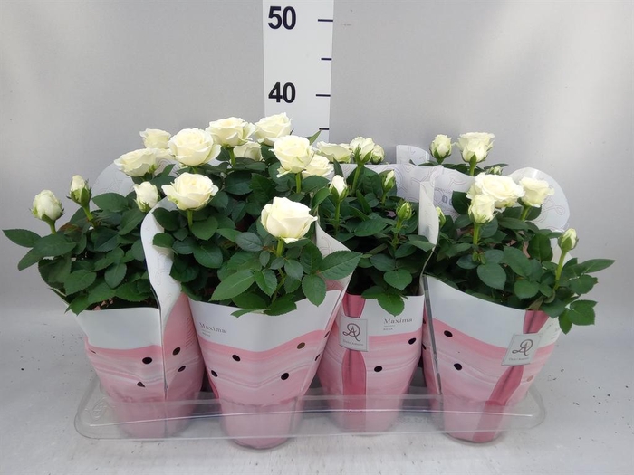 <h4>Rosa 'Amorosa Infinity White'</h4>