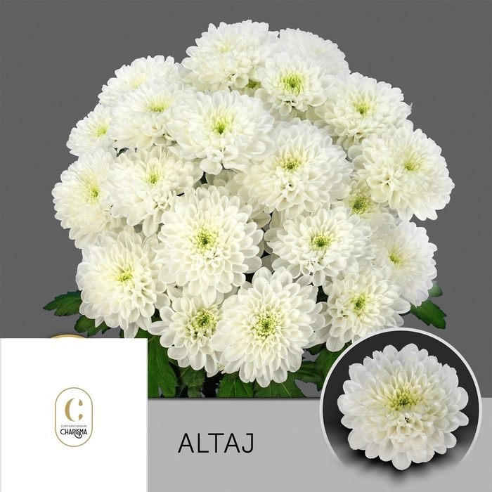 <h4>CHR T ALTAJ</h4>