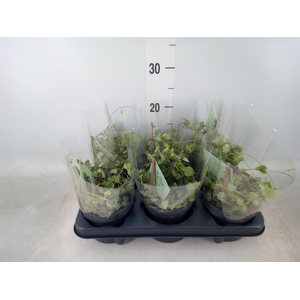 Ceropegia woodii ssp. woodii