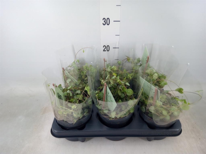 <h4>Ceropegia woodii ssp. woodii</h4>