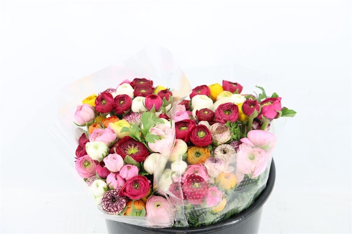 <h4>Ran Elegance Mixed</h4>