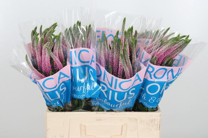 <h4>Veron Clea Roswhita</h4>