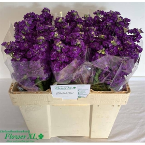 MATTH IMPALA PURPLE