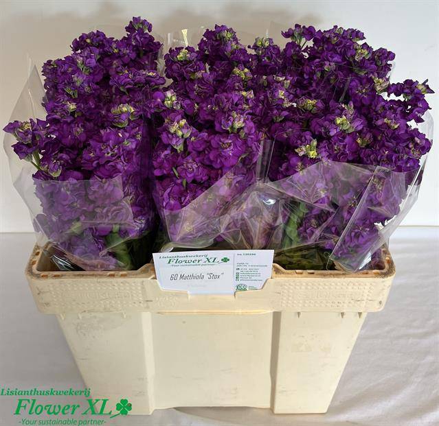 <h4>MATTH IMPALA PURPLE</h4>