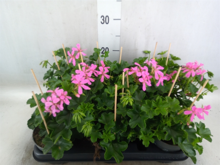 <h4>Pelargonium pelt. 'Balkon Lila'</h4>