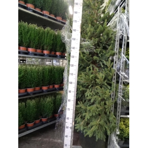 Picea abies 'Will's Zwerg'