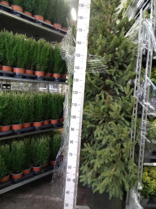 <h4>Picea abies 'Will's Zwerg'</h4>