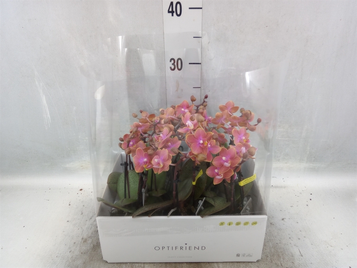 <h4>Phalaenopsis multi.   ...orange</h4>