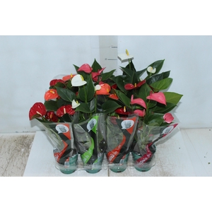 ANTHURIUM VARIADO P09