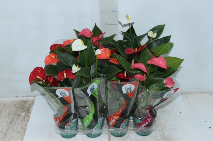 <h4>ANTHURIUM VARIADO P09</h4>