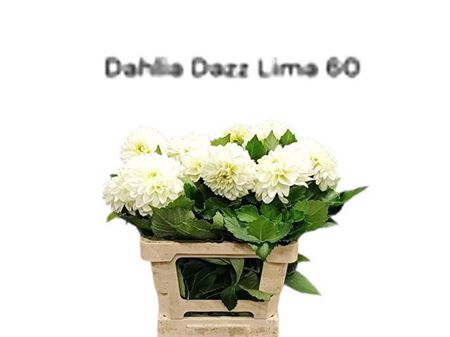 <h4>Dahl Dazz Lima</h4>