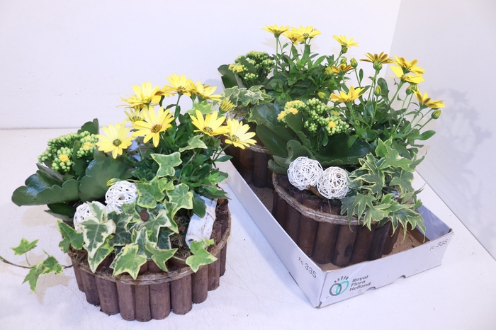 <h4>ARR TUINPLANTEN</h4>