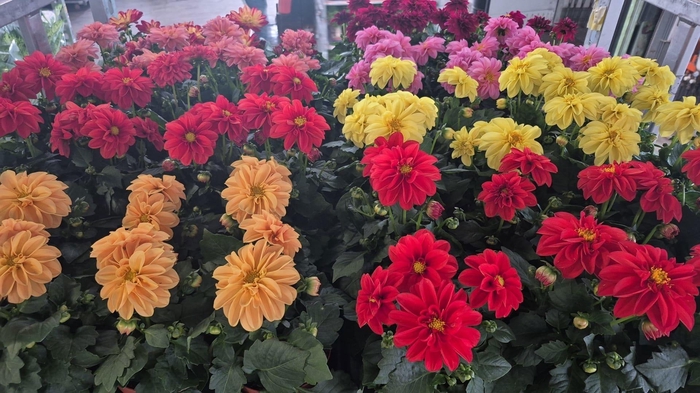 <h4>DAHLIA ROYAL GEM</h4>