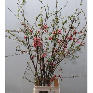 CHAENOMELES APPLE BLOSSOM 080CM