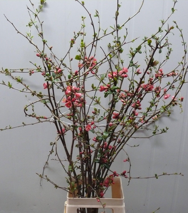CHAENOMELES APPLE BLOSSOM 080CM