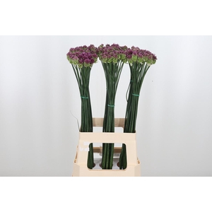 Allium Sphaerocephal (kogel)