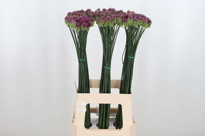 <h4>Allium Sphaerocephal (kogel)</h4>