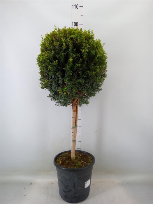 <h4>Myrtus communis</h4>