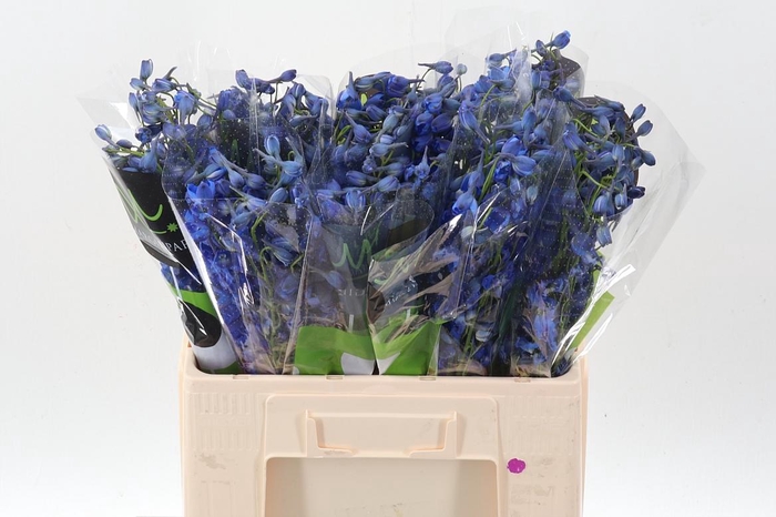 <h4>Delph En Donna</h4>