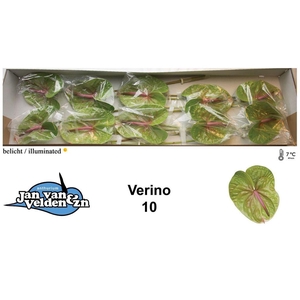 Anthurium verino