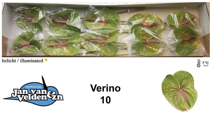 <h4>Anthurium verino</h4>