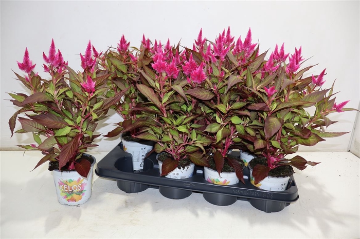 <h4>Cel Pl Kel At N Pink</h4>