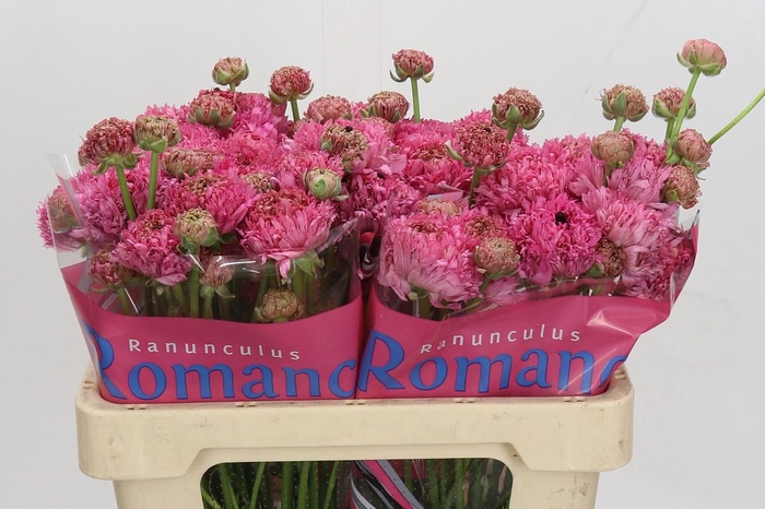 Ranunculus Romance Poodle Ramlia