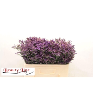 LIMONIUM SAFORA DARK BLUE 16GR