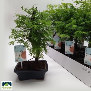 BONSAI OV
