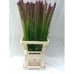 LIATRIS SPICATA
