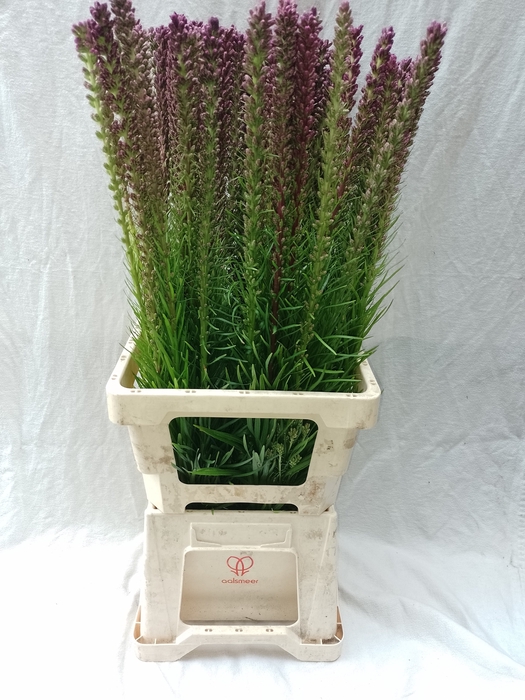 <h4>LIATRIS SPICATA</h4>