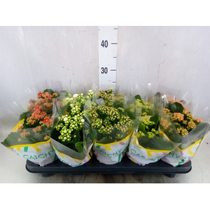 Kalanchoe blos.   ..rosebud mix  5