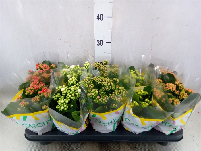 <h4>Kalanchoe blos.   ..rosebud mix  5</h4>