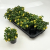 Sanv Procumbens