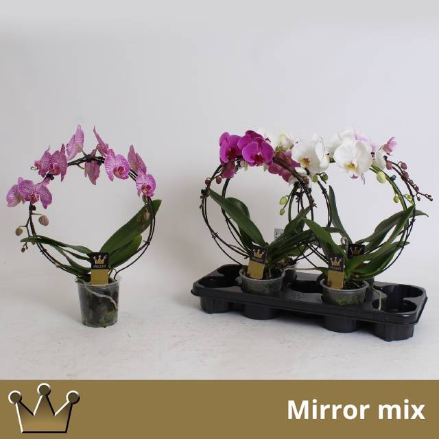 <h4>PHAL EL CASCADE</h4>