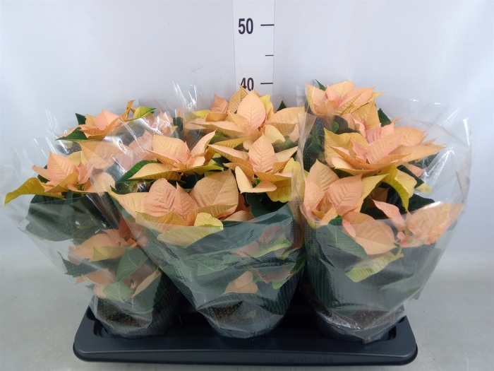 <h4>Euphorbia pulc. 'Autumn Leaves'</h4>