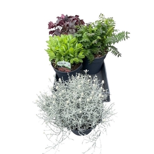 VASTE PLANT GEM 4 SO