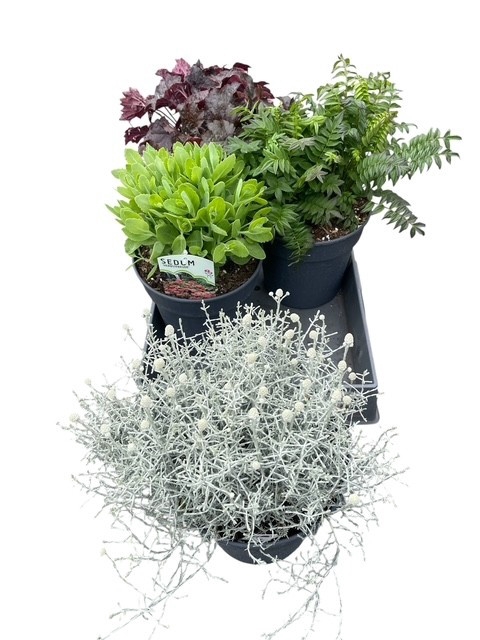 <h4>VASTE PLANT GEM 4 SO</h4>