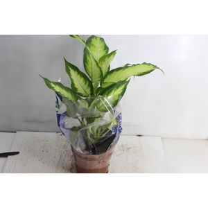 DIEFFENBACHIA VARIADO P17