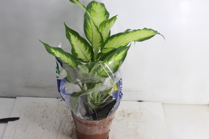 <h4>DIEFFENBACHIA VARIADO P17</h4>