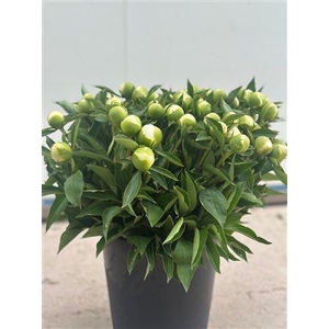 Paeonia L Duchesse D Nemours 50 Cm