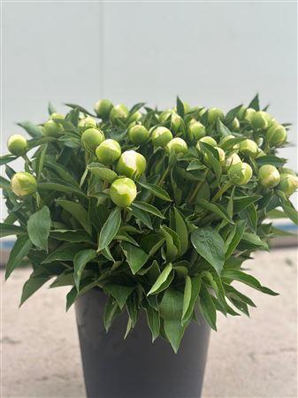 <h4>Paeonia L Duchesse D Nemours 50 Cm</h4>