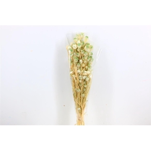 Pres Nigella Soft Green Bunch