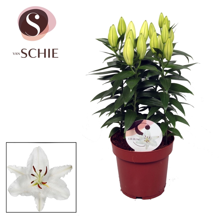 <h4>Lilium Oxygen</h4>