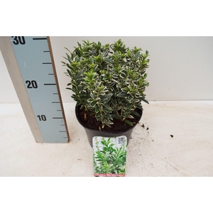Euonymus japonicus 'Microphyllus Albovariegatus'