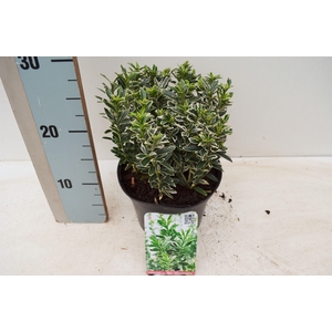 Euonymus japonicus 'Microphyllus Albovariegatus'