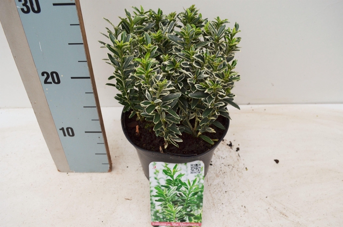 <h4>Euonymus japonicus 'Microphyllus Albovariegatus'</h4>
