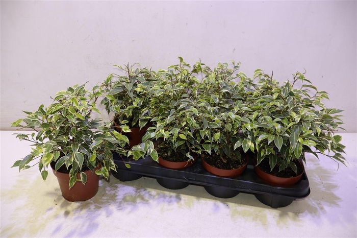 <h4>arr8 Fic Be Kinky</h4>