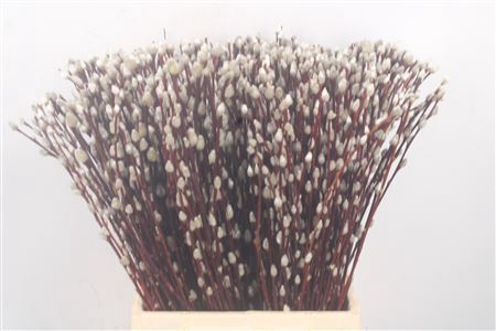 <h4>Salix Magical Silver</h4>