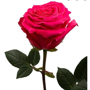 R Gr Full Monty Hot Pink 50cm EC